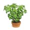 Organic Basil Plant Growing In A Pot On A White Background By Bruno Crescia / Design Pics